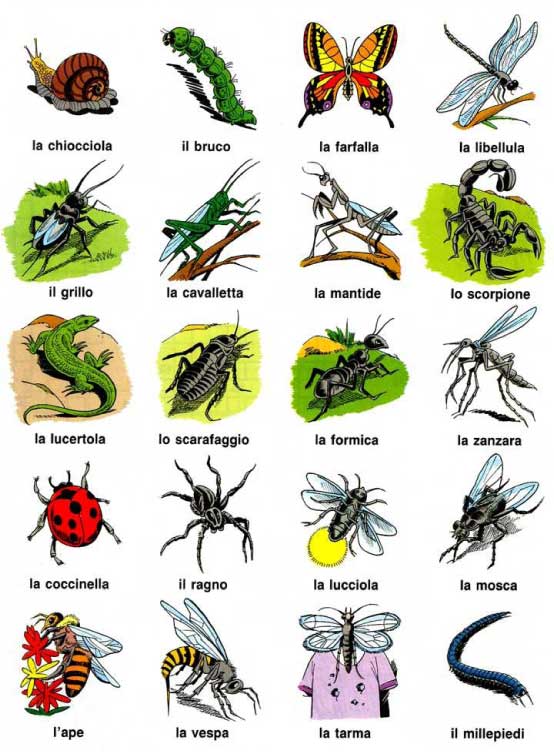 Жук на английском языке. Насекомые названия. Насекомые список названий. Картинки насекомых с названиями. Названия насекомых на английском.